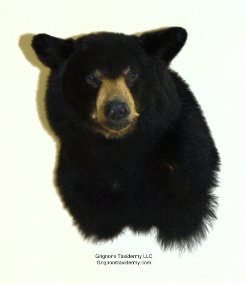 Black bear